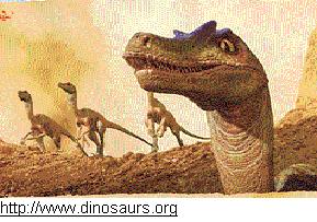raptorc.jpg